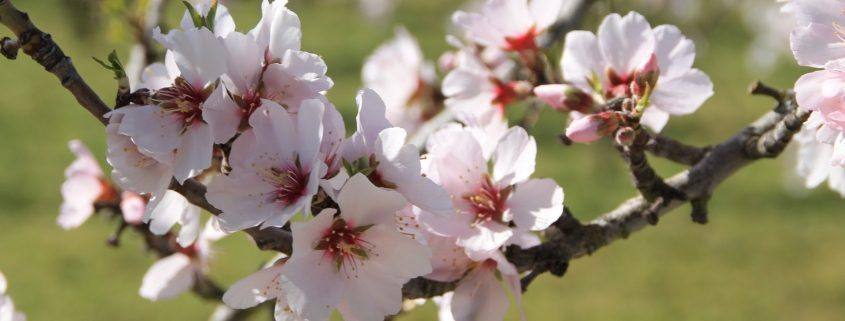 festa da amendoeira em flor