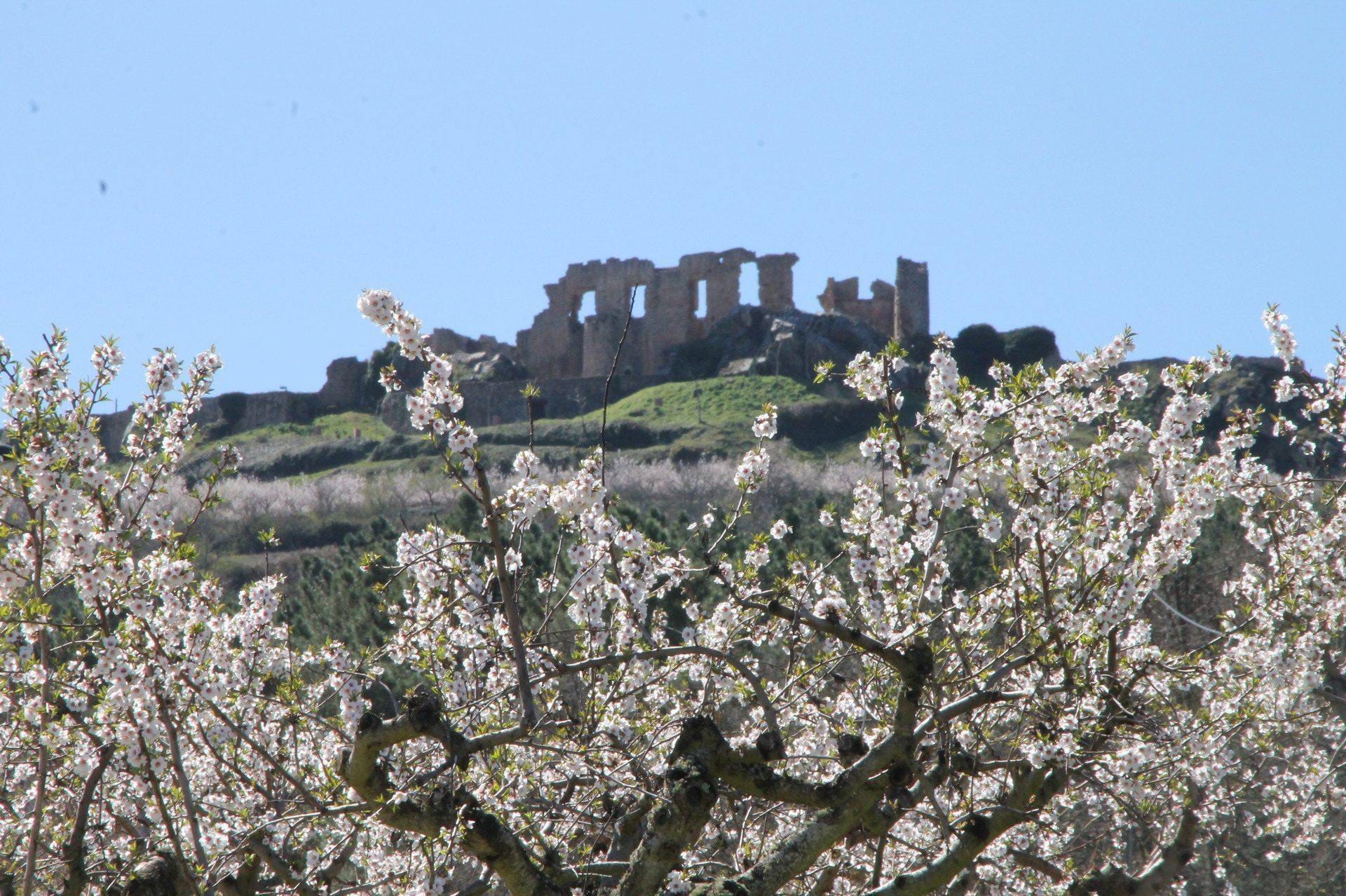 amendoeiras em flor 4