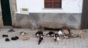 FB IMG 1596464524450