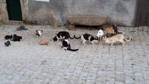 FB IMG 15964645293484