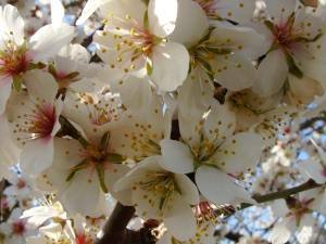 amendoeiras em flor 2 scaled