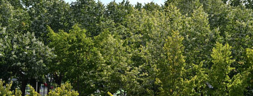 tratamento nas tilias 8