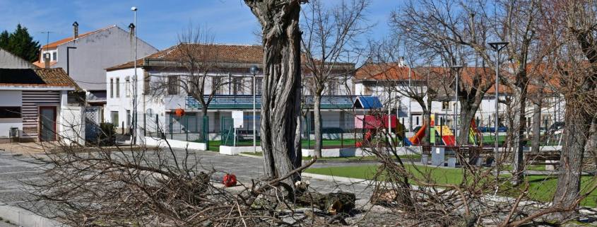 Rearborização Nos Largos Serpa Pinto E Mateus De Castro (3)