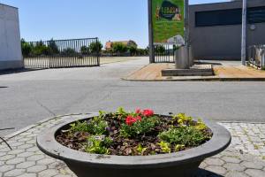 Substituição E Colocação De Novas Flores Na Vila (14)