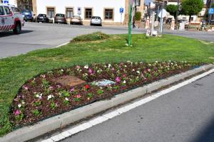 Substituição E Colocação De Novas Flores Na Vila (3)