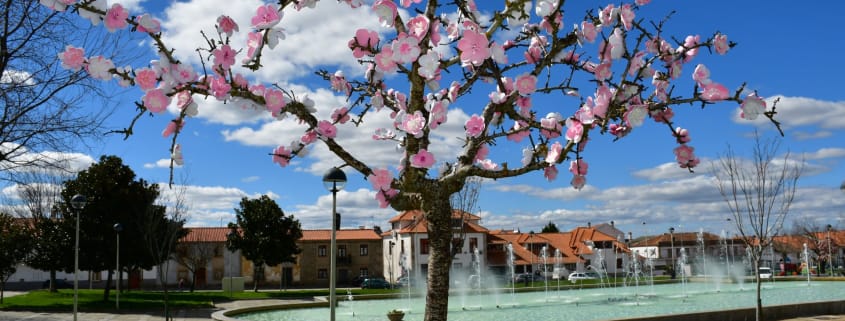 Amendoeiras Em Flor (10)