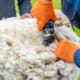 Farmer Shearing Sheep Wool Agricultural Farming Shearing Sheep