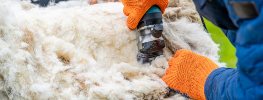 Farmer Shearing Sheep Wool Agricultural Farming Shearing Sheep