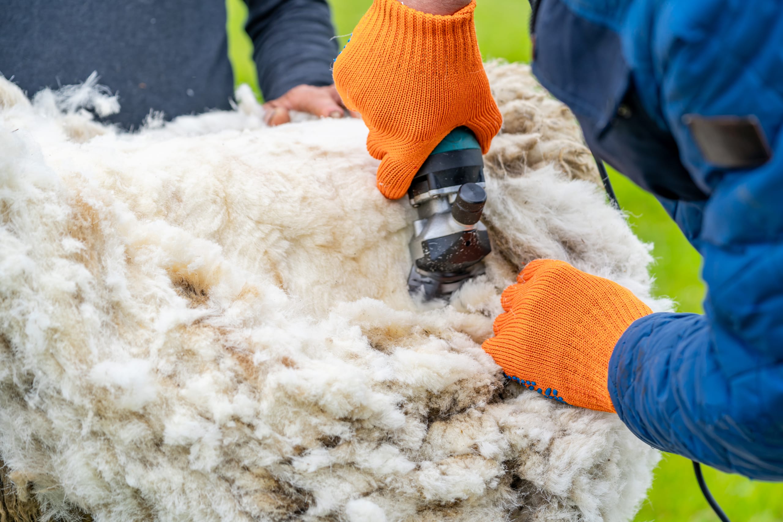 Farmer Shearing Sheep Wool Agricultural Farming Shearing Sheep